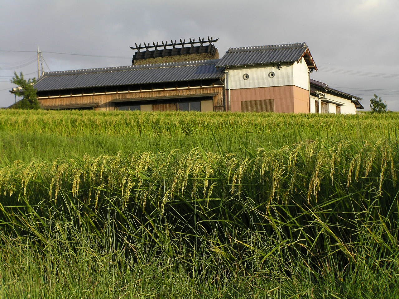 山田錦とは何か — 「酒米の王様」と呼ばれる理由