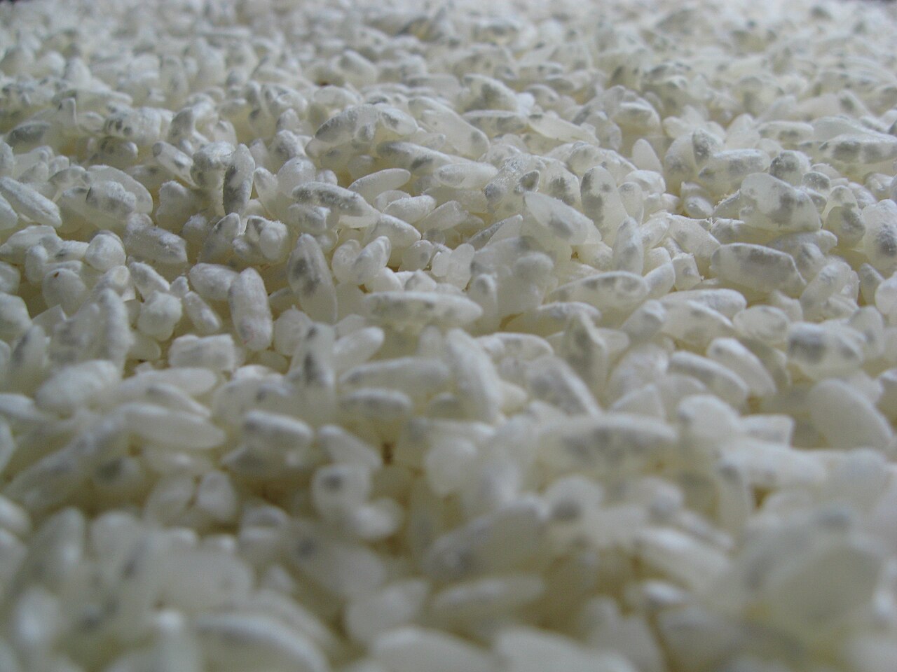 麹菌が育ちはじめた蒸米の粒